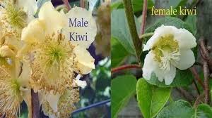 Maybe you would like to learn more about one of these? Kiwi Flowers General Fruit Growing Growing Fruit