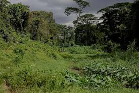 Clementi forest and jurong railway loop is a 1.3 mile loop trail located near singapore, central, singapore that features a river and is good for all skill levels. As Singapore Clementi Forest Grows In Popularity Conservationists Caution Of Impact On Environment
