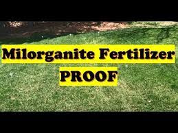 Milorganite has been a fertilizer i have used in my lawn for quite some time now and with great results. Grass Fertilizer Test Proof Milorganite Fertilizer Results Before And After Lawn Care Youtube