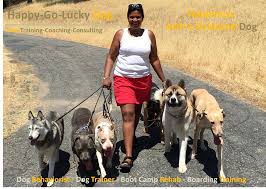 Get a free estimate today!. Welcome Happy Go Lucky Dog Belgium Chandra Tomson