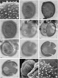 Image result for Syngonanthus wahlbergii