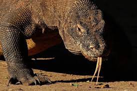 Check out this fantastic collection of real dragon wallpapers, with 42 real dragon background images for your desktop, phone or tablet. Are Dragons Real A Moment Of Science Indiana Public Media