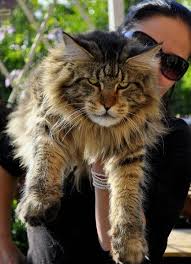 Pin On Aɴɪᴍᴀʟ ʙʙꜱ