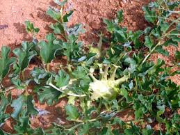 Image result for Harpagophytum procumbens