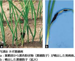 北海道のネギ栽培における病害の発生状況と防除対策 各地 研究レポート 種苗事業部 武蔵野種苗園