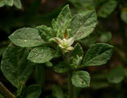 Image result for Glinus lotoides