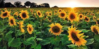 These sunflower fields in new jersey, maryland, kansas, california, florida, and more states are the best spot for to see the flowers bloom this summer and fall. 33 Best Sunflower Fields Near Me Top Sunflower Fields Mazes In The U S