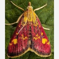 Image result for Pyrausta ostrinalis
