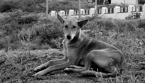 The problem, of course, is that red is difficult for dogs to see and may appear to them as a very dark brownish gray or even black. Indian Pariah Dog Dog Breed Information Complete Guide