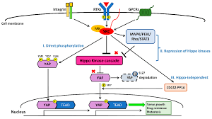 Ko chung beng's page of passion. Cancers Free Full Text The Crosstalk Between Src And Hippo Yap Signaling Pathways In Non Small Cell Lung Cancer Nsclc Html