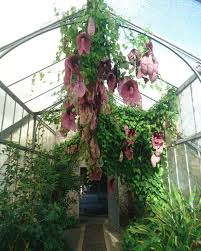 Aristoloche Aristolochia Gigantea Aux Jardin Botanique Serres Construites Par Joseph Paxton Vers 1860 Pour La Famille Rotschild Jar Plants Planters Garden