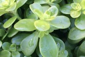 Image result for Crassulaceae