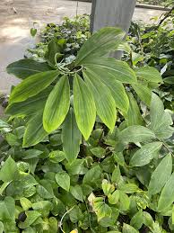 Image result for Costus dubius