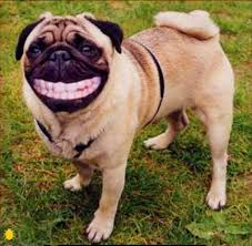 It helps professional (and amateur) photographers and artists edit, transform and improve their images to perfection. Art Sci Funny Photoshop Animals Are Almost Human
