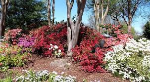 Model# 54937 $ 8 98 10 Types Of Good Shade Plants That Grow Well Under Trees Gardening Channel