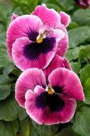 Pansy The Beauty Of Nature Flower Seeds Amazing Flowers Pretty Flowers