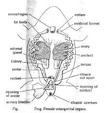 Zoology For Higher Secondary Level Frog Female Reproductive System