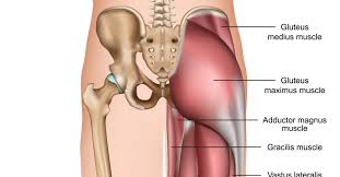 Gluteus maximus (yellow), gluteus medius (blue) and gluteus minimus (red) are the main muscles that contribute to the shape of the buttocks. Glutes The Unsung Hero By Tresna Browne Northside Allied Health
