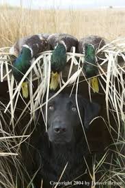 18 Hunting Fishing Ideas In 2020 Hunting Hunting Fishing Duck Hunting I hope you all enjoy!