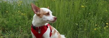 Experts say some work, others don't, and symptoms that look like arthritis, such as a dog with a weak rear end, could instead be a neurological problem. Does Your Dog Have Itchy Skin All The Best Pet Care