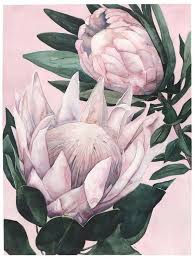 King Proteas On Pink Background Etsy Protea Art Flower Art Flower Painting