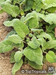 Image result for Salvia sclarea