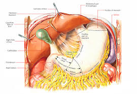 Location of gallbladder and liver (page 2) these pictures of this page are about:a diagram of the location of the liver. Easy Notes On Liver Learn In Just 4 Minutes Earth S Lab