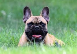 Maybe you would like to learn more about one of these? 4 Best French Bulldog Breeders In The United States 2021 We Love Doodles