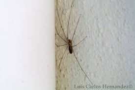 Amigxs ya sé que aquí casi nadie agarra insectos pero por favor no confundan a las chinches de agua con cigarras. La Arana Patona The Spiders World