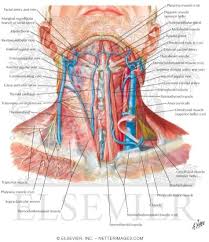 Activity 4.6 labeled muscle diagram. Superficial Veins And Cutaneous Nerves Of Neck