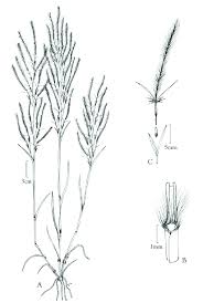 Image result for Stipagrostis