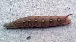 Caterpillar alaska 2.0 steel toe. Bedstraw Hawkmoth Caterpillar From Alaska What S That Bug