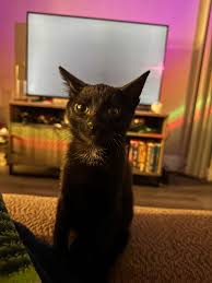 Cats vs Christmas decorations… who's ready 😆🥴🎄