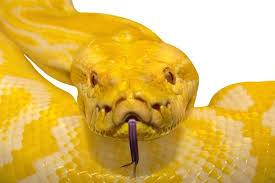 Have you ever wondered what it means when you dream about snakes? Snake Dreams Dream Interpretation Snakedreams Org Dream Interpretation Snake Dream