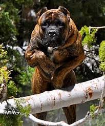 Cane Corso Security Protection Cane Corso Corso Dog Cane Corso Dog
