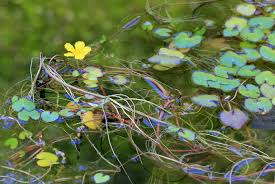 Image result for Nymphoides thunbergiana