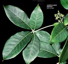 Image result for Rutaceae