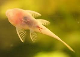 Because Lately I Had This Problem In My Tank At Guppies I Did Some Research About This Worm And I Want To S Freshwater Aquarium Unique Animals Salt Water Fish