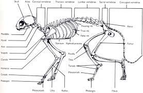 Bone structure and function in draft cattle. Links To Pictures On The Physiology Of Cats