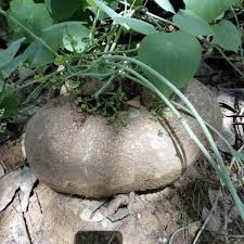 Image result for Stephania cyanantha