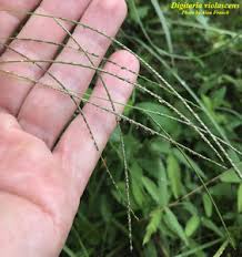 Image result for Digitaria complanata