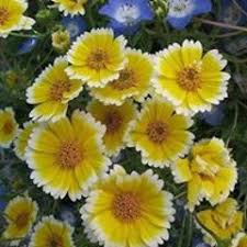 Listen to صلاه على النبى مكرره الشيخ ماهر المعيقلي لفك الكرب و الهم و قضاء  الحوائج by Shams Hassanien in قبل المغرب playlist online for free