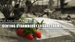 Find the reviews and ratings to know better. Genting Highlands Strawberry Leisure Farm At Genting Highlands 360tour Asia