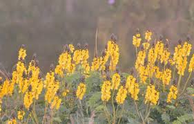 Image result for Senna didymobotrya