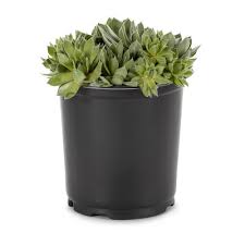 We did not find results for: 2 5 Quart Hardy Hens And Chicks In Pot L24889 In The Ground Cover Department At Lowes Com