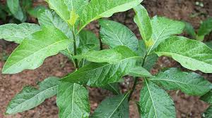 Check spelling or type a new query. Daun Afrika Bukan Sekadar Tanaman Tropis Greeners Co