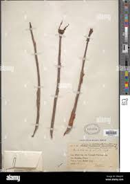 Image result for Lannea antiscorbutica