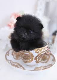Ask questions and learn about peek a poms at nextdaypets.com. Tiny Teacup Pomeranian Puppies Teacup Puppies Boutique