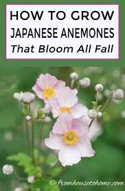 Japanese Anemones How To Grow And Care For These Fall Blooming Flowers Gardening From House To Home Japanese Anemone Part Shade Perennials Anemone
