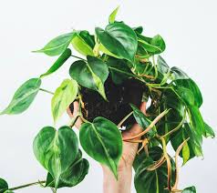 Image result for Filodendron Philodendron
